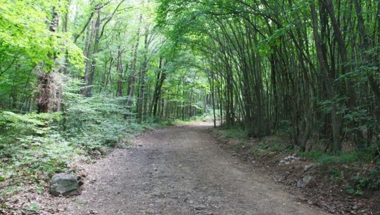 İstanbul’da ormanlara giriş yasaklandı