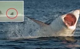 Köpek balığı, saldırdığı profesyonel sörfçünün bacağını kopardı
