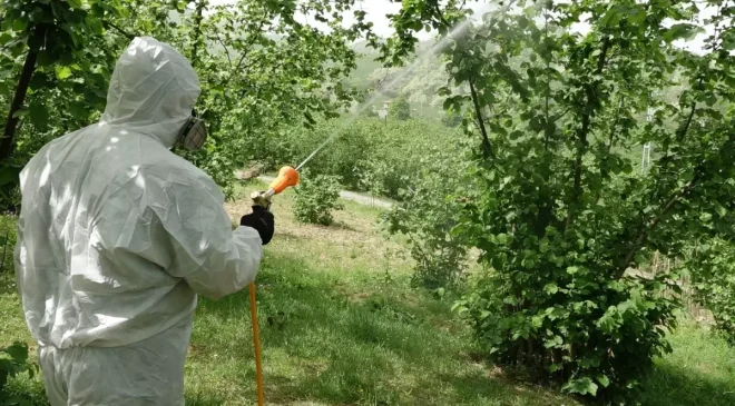 Kahverengi bela dünya ticaretinde lider olduğumuz ürünü de vurdu! Rekolte dibi gördü