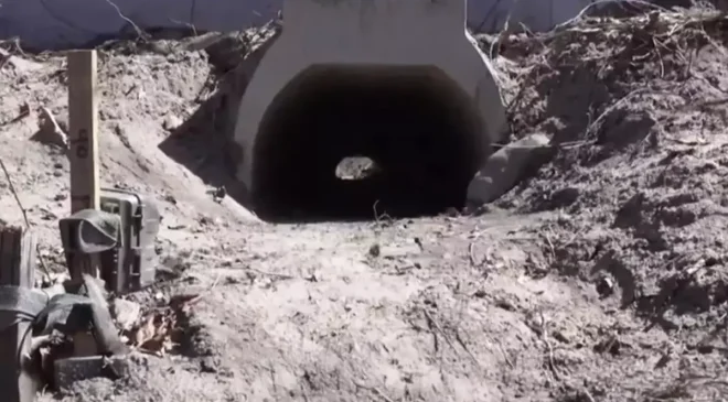 Kurbağaların rahatça çiftleşmesi için yapılan aşk tünelinde inşaat sona erdi