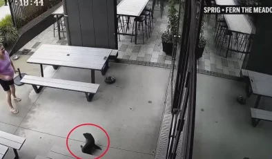 Yeni Zelanda’da bara giren yavru fok ortalığı karıştırdı!