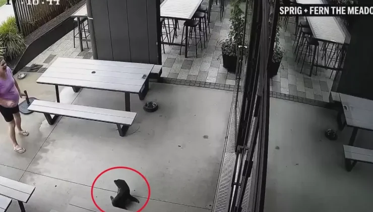 Yeni Zelanda’da bara giren yavru fok ortalığı karıştırdı!